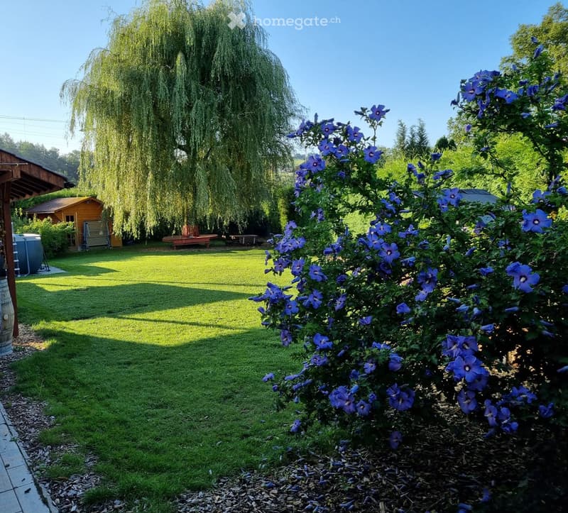 A backyard with lush green grass, a tree, plants with blue flowers, and a small shed at the back.