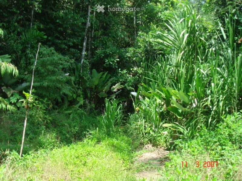 Garden / Outdoor Area. Dense, lush green vegetation with various plants and trees, a narrow dirt path, and a date stamp in the bottom right corner.