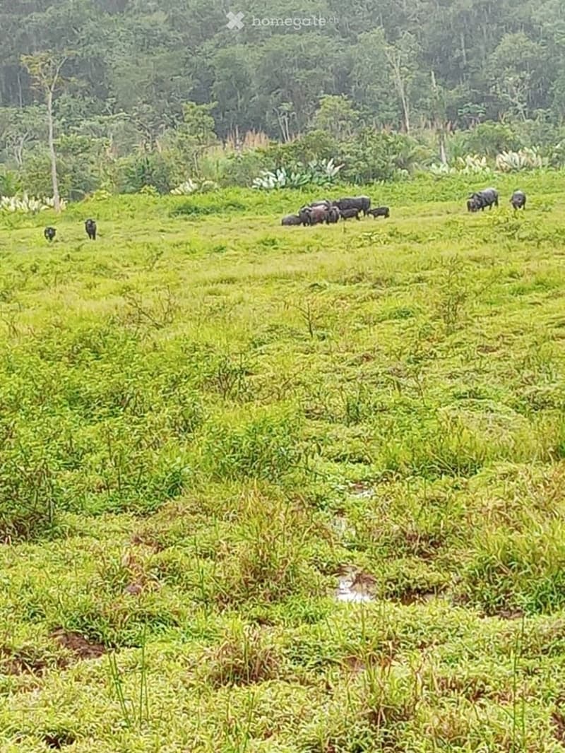 Garden / Outdoor Area. A lush green field with tall grass and scattered trees, featuring a group of wild boars grazing and moving across the landscape.
