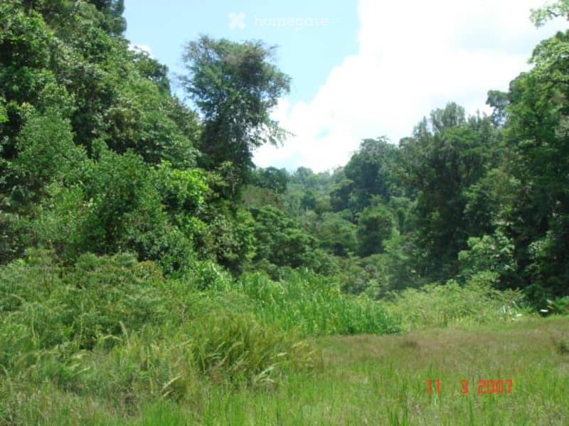 Garden / Outdoor Area. Lush, green outdoor area with dense forest and tall trees, surrounded by a grassy field under a clear blue sky.