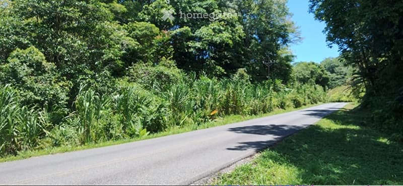 Garden / Outdoor Area. A rural road surrounded by lush green vegetation and trees, with a clear blue sky above.