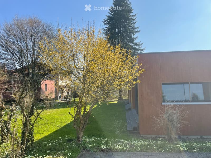 A garden with a tree in bloom, a house in the background, and a pathway leading to the house.