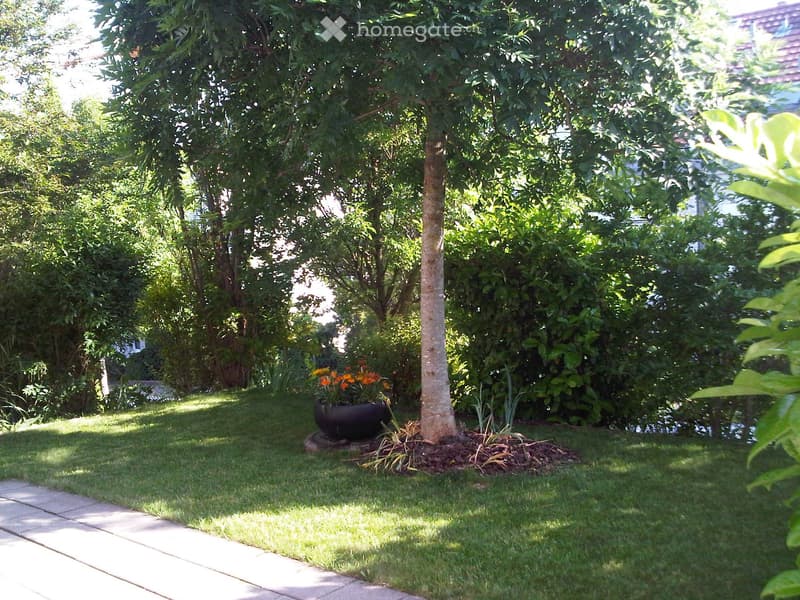 Well-maintained garden with a central tree, surrounding shrubs, and a flower pot with orange flowers. The area features a concrete pathway and a neatly trimmed lawn.