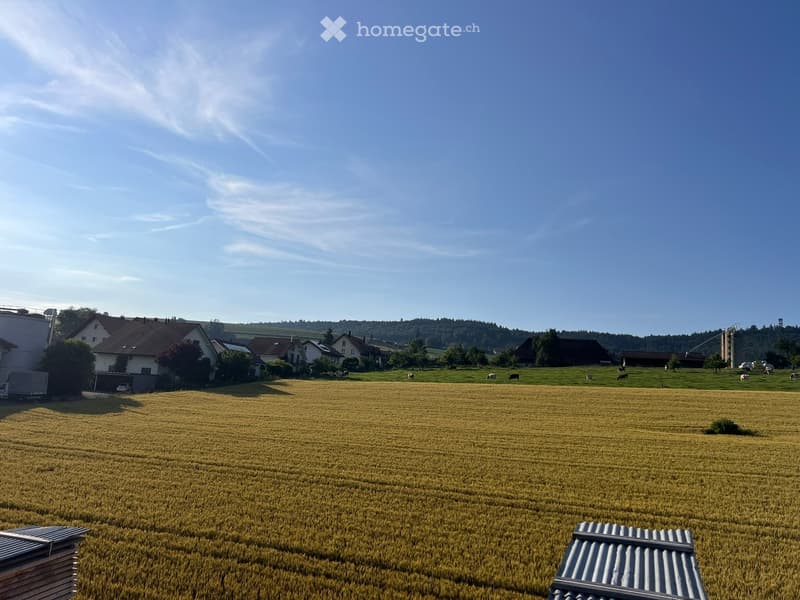 A rural landscape with a large field of golden crops, several houses, and grazing cows in the background under a clear blue sky.