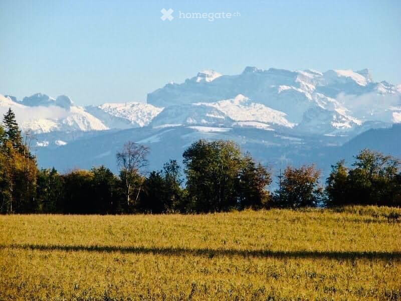 A wide, open field with tall grass and scattered trees, with snow-capped mountains in the background under a clear blue sky.