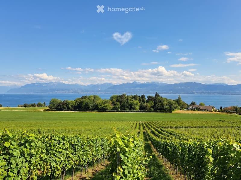 A vineyard with rows of grapevines, surrounded by green fields, trees, and a body of water with mountains in the background.