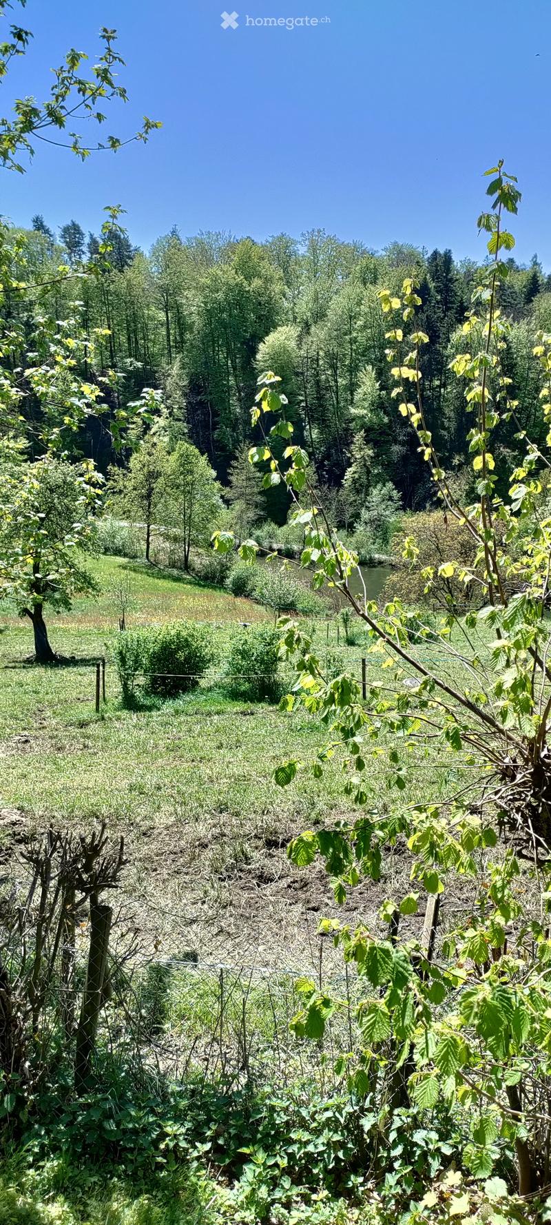 A lush garden area with various trees, shrubs, and a fence, surrounded by a grassy field and a forested area in the background.