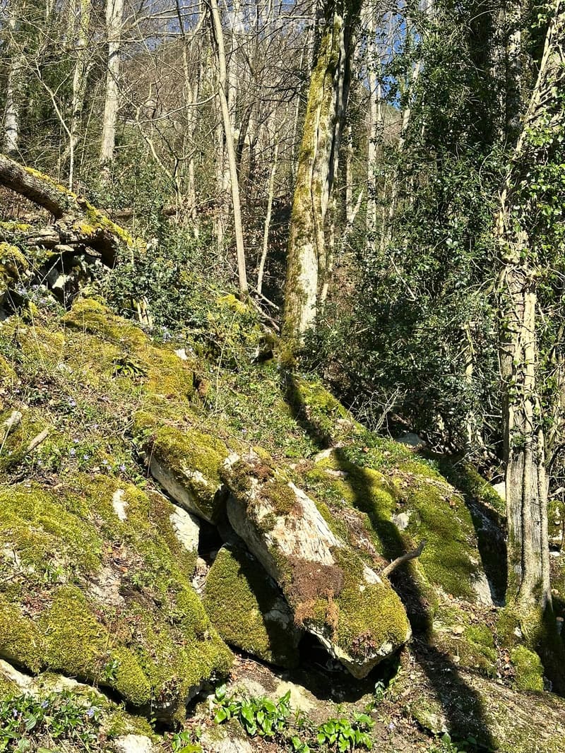 A moss-covered rocky area with trees and underbrush, creating a natural, forested environment.
