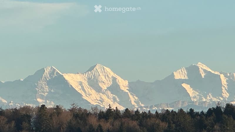 A panoramic view of snow-capped mountain peaks with a forest in the foreground.