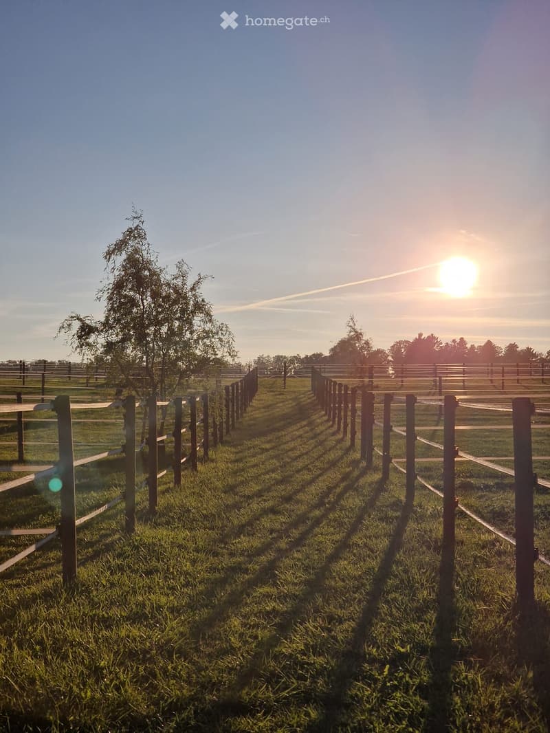 A grassy field enclosed by wooden fences, with a tree and a setting sun in the background.