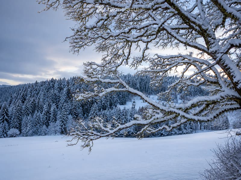 A serene winter landscape featuring a snow-covered field with a dense forest in the background. Snow-laden tree branches extend into the frame, and the sky is partly cloudy, creating a tranquil, cold atmosphere.