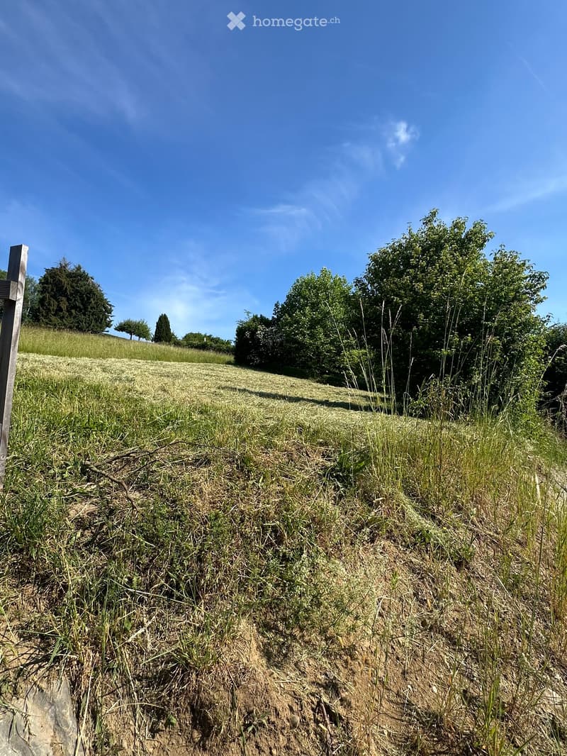 A grassy field with scattered trees and a wooden post on the left side, under a clear blue sky.