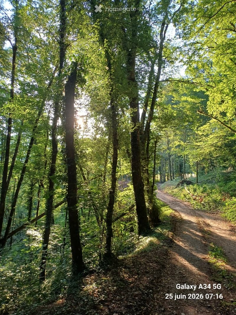 A serene forest path surrounded by tall trees and lush greenery, with sunlight filtering through the canopy.