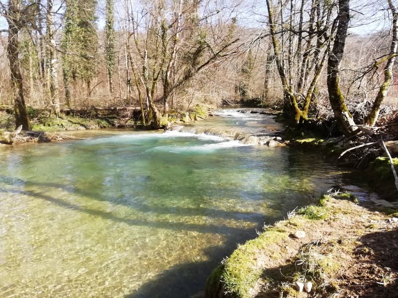 A clear, shallow river flows through a forested area with moss-covered trees and rocks along the banks.