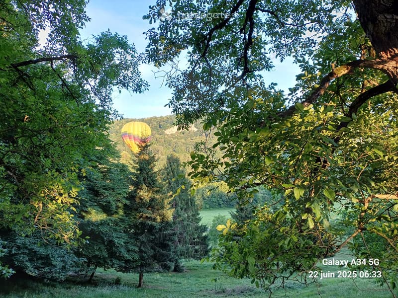 A lush garden with dense trees and a hot air balloon in the background, surrounded by greenery and a clear blue sky.