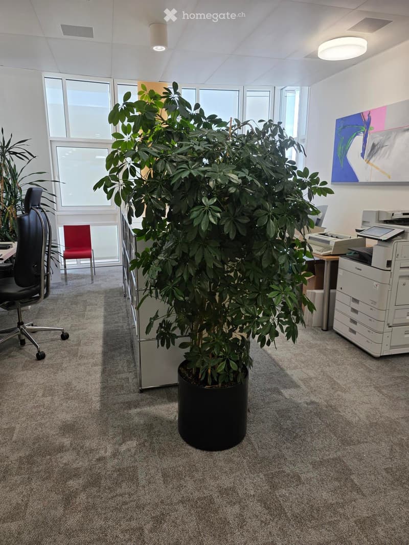 Office space with a large potted plant, a black office chair, a red chair, a printer, a table, and a screen.