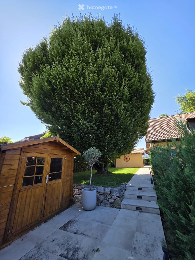 Garden area with a large tree, a wooden shed, a potted plant, stone steps, and a pathway leading to a house with a tiled roof.