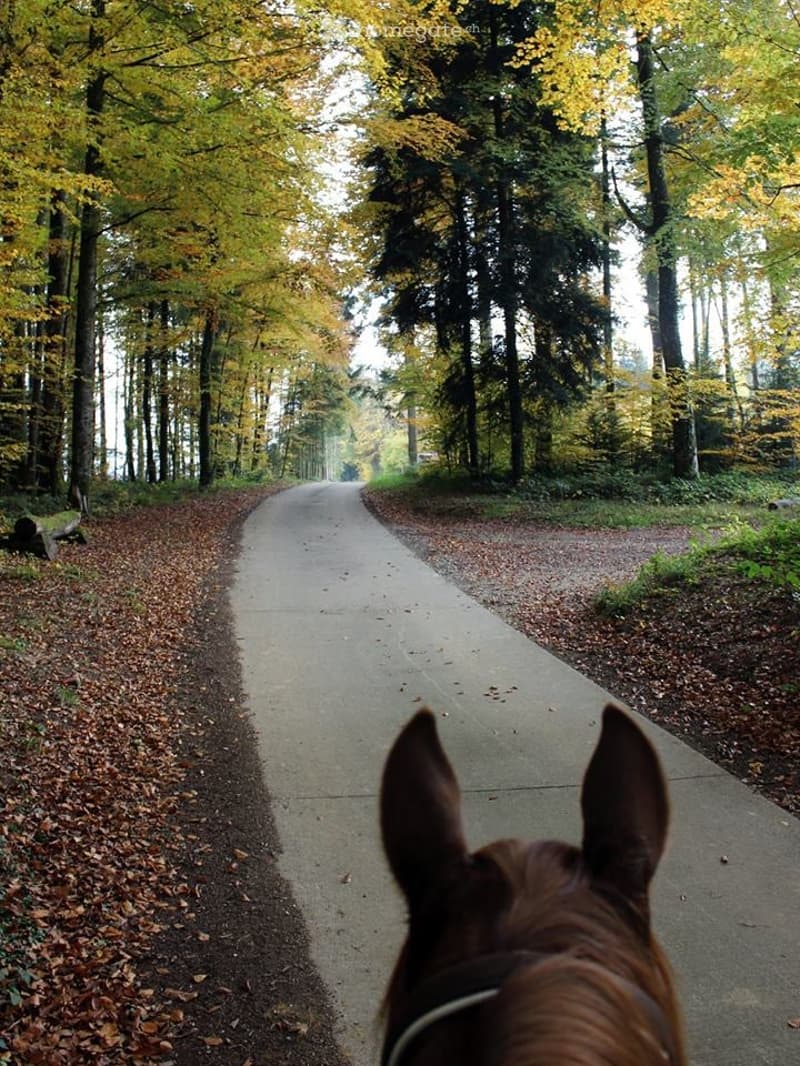 A serene forest path lined with autumn-colored trees, viewed from the perspective of a horse. The path is paved and flanked by gravel shoulders covered in fallen leaves.