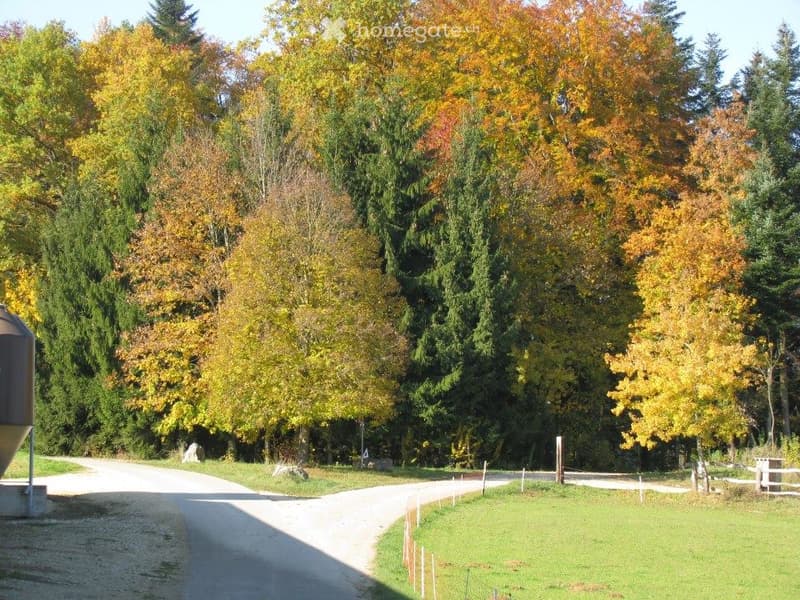 Autumnal garden with a gravel driveway, surrounded by trees with vibrant yellow and green foliage, and a grassy area.
