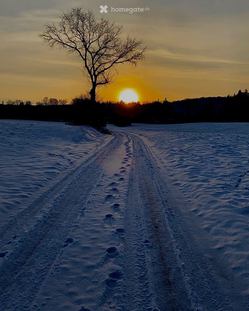 A serene winter landscape with a snow-covered field, a single leafless tree, and a setting sun casting a warm glow over the horizon.