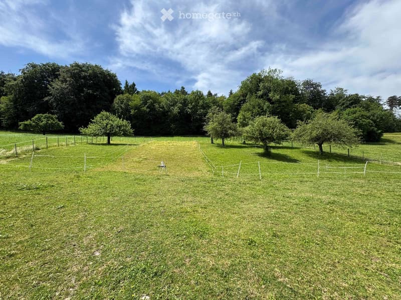 A large, fenced grassy area with scattered trees and a clear blue sky overhead.