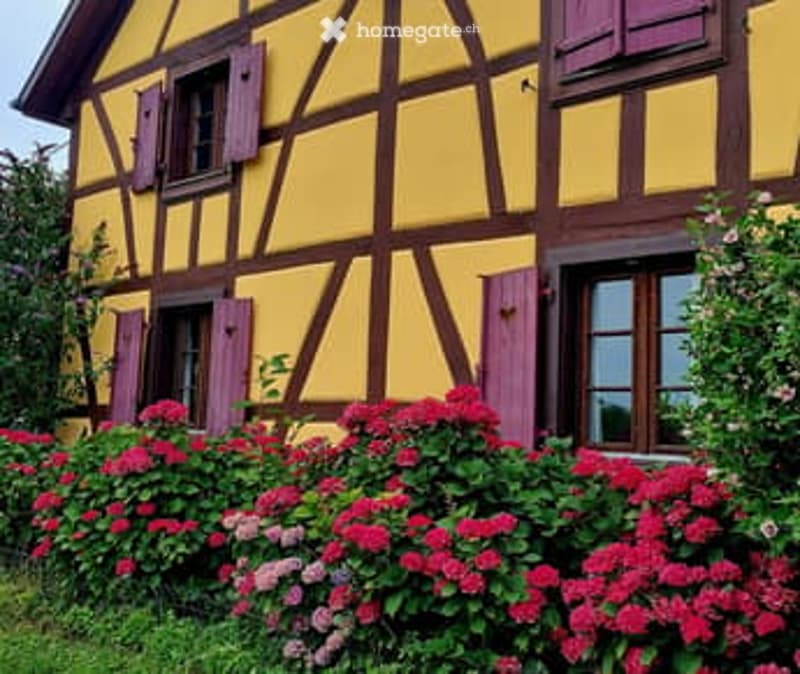 Traditional yellow and brown half-timbered house with purple shutters and a flower-filled garden.