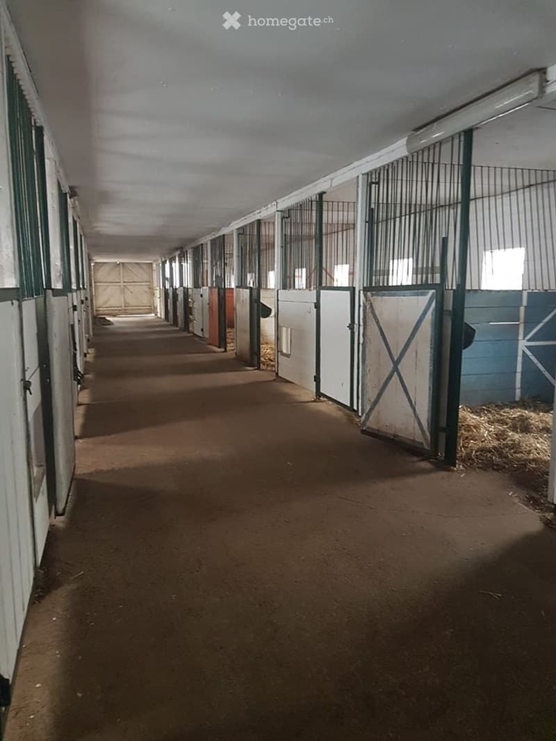 A long, narrow corridor with multiple stable doors on both sides, featuring a dirt floor and white walls.