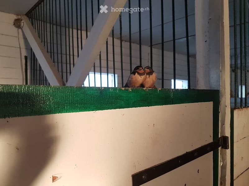 Two birds perched on a green-painted wooden fence inside a barn-like structure with metal bars and white walls.