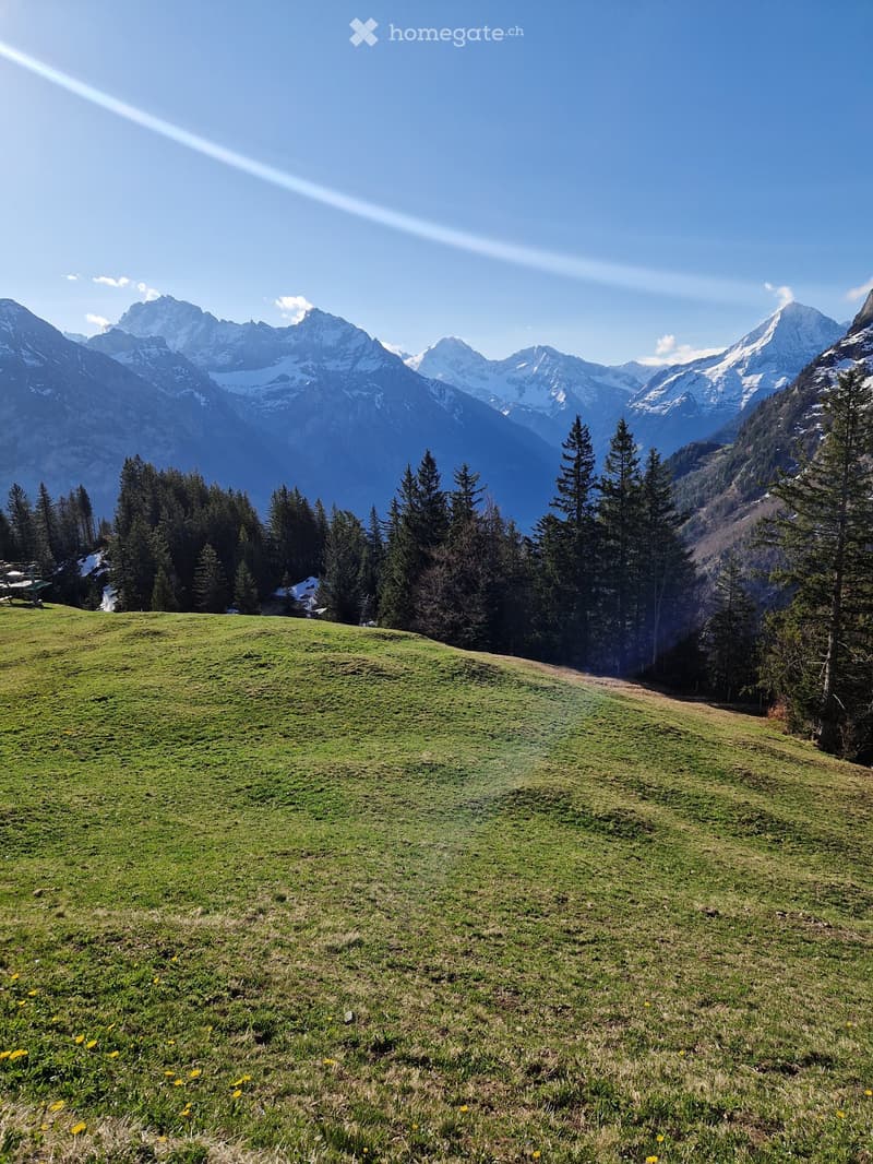 A lush green meadow surrounded by dense forest, with snow-capped mountains in the background under a clear blue sky.