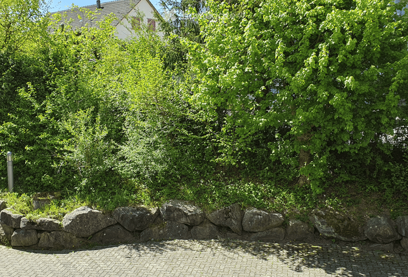 A lush garden area with dense green foliage, a stone retaining wall, and a paved pathway.