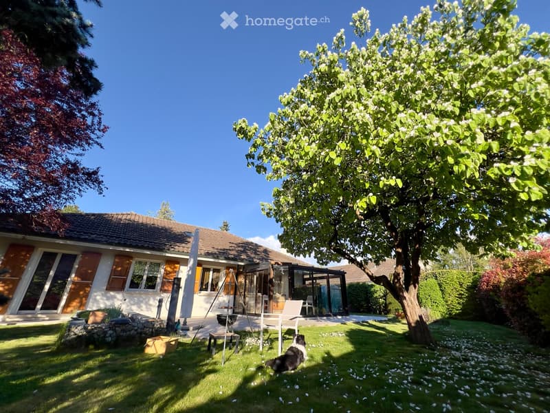 A well-maintained garden with a large tree, a modern house with large windows and shutters, a patio area with a grill and chairs, and a dog lying on the grass.