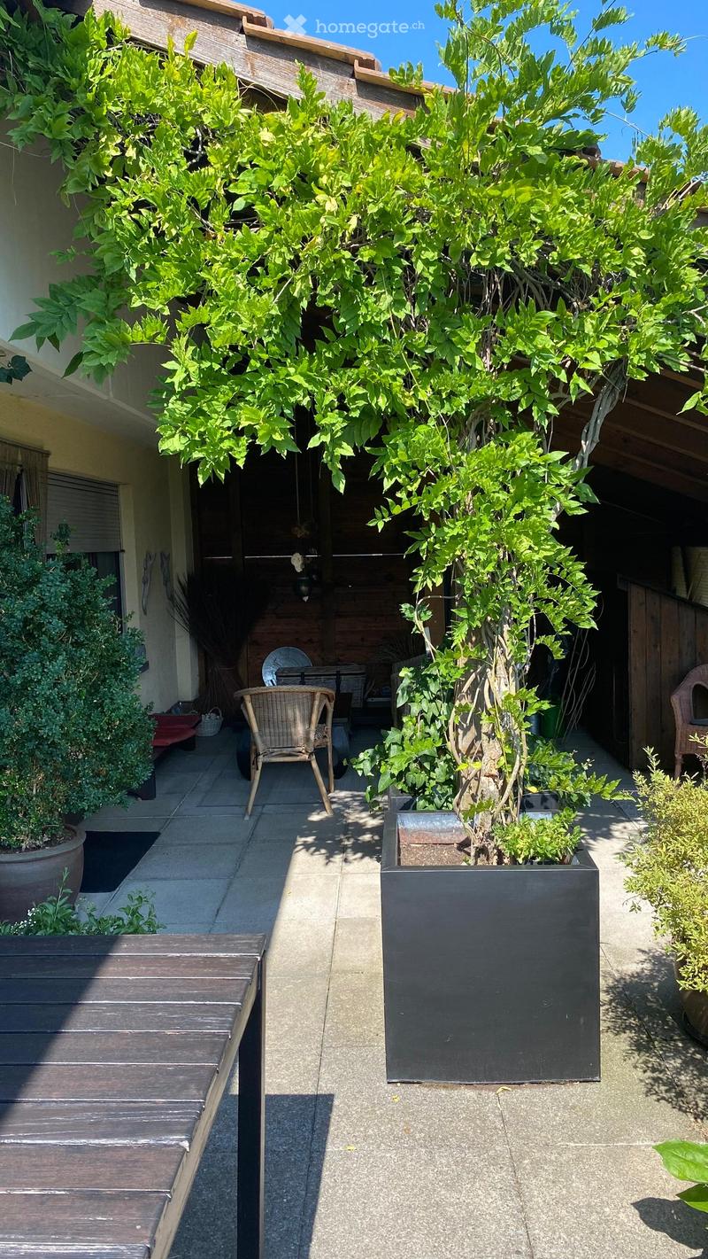 A well-maintained outdoor patio area with a large tree in a planter, wooden bench, wicker chair, and surrounding greenery.