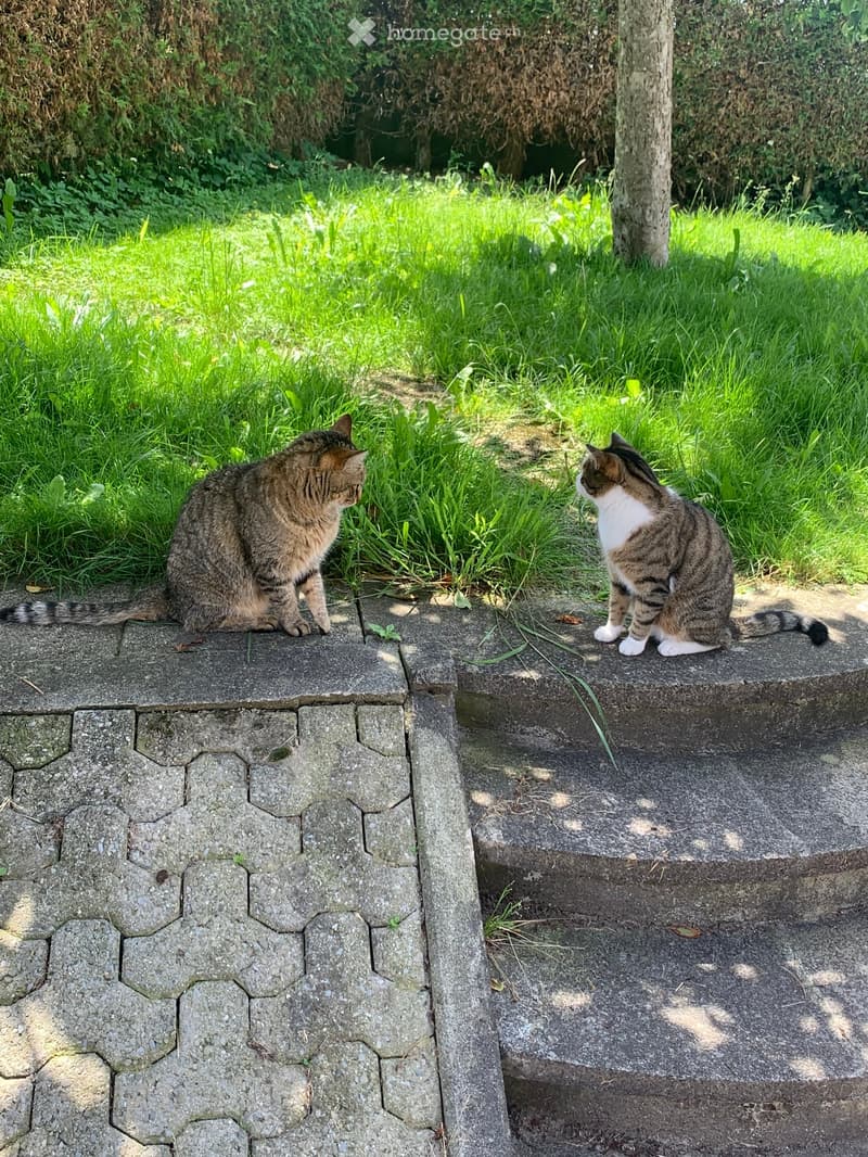 a few cats sitting on a brick edge of the yard, a grassy lawn, a tall trunk in the background, a shrubbery fence