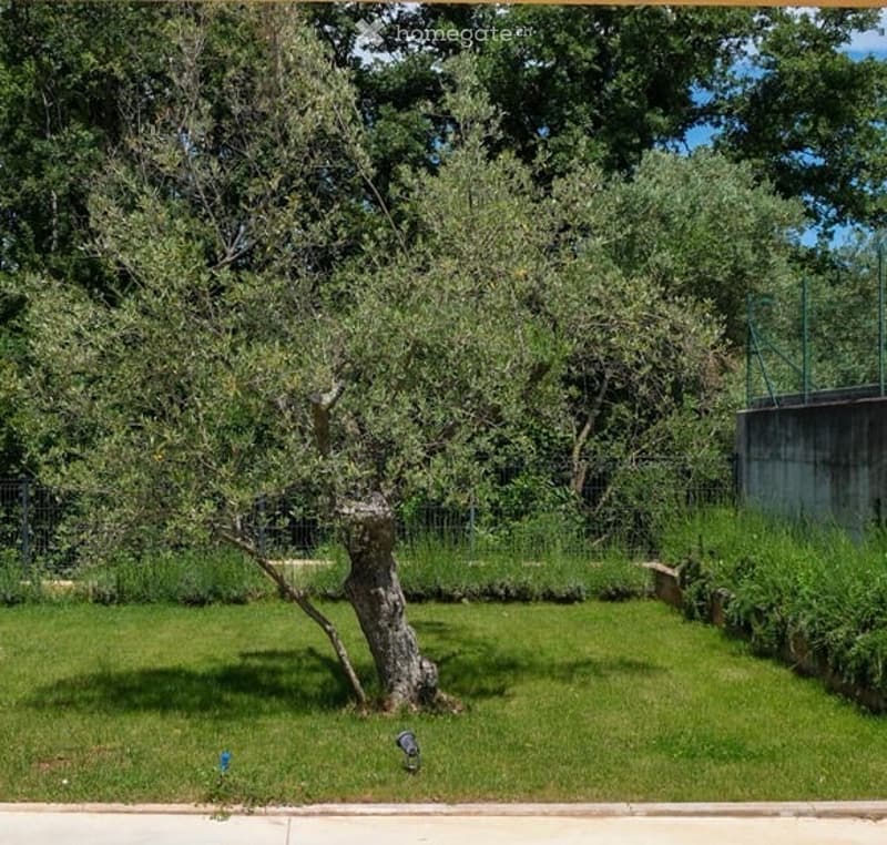 A well-maintained garden with a large tree, green grass, and a small fence surrounding the area.