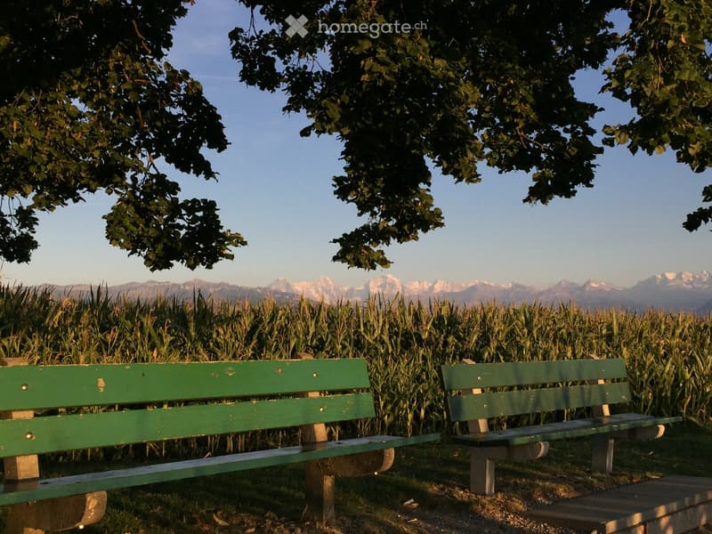 Two green benches placed under a large tree in a cornfield, with mountains visible in the background.