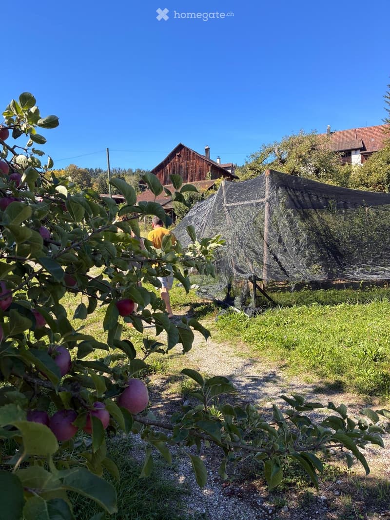 Garden with apple tree bearing fruit, gravel path, wooden shed, and a netted structure in the background.