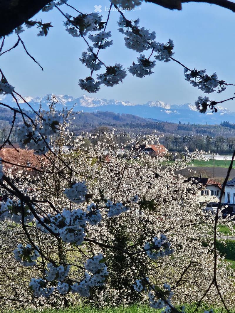 A serene garden view with blooming white flowers in the foreground and a picturesque mountain range in the background under a clear blue sky.