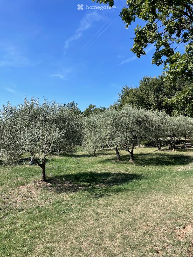 A well-maintained orchard with rows of olive trees under a clear blue sky, surrounded by lush green grass and additional trees in the background.