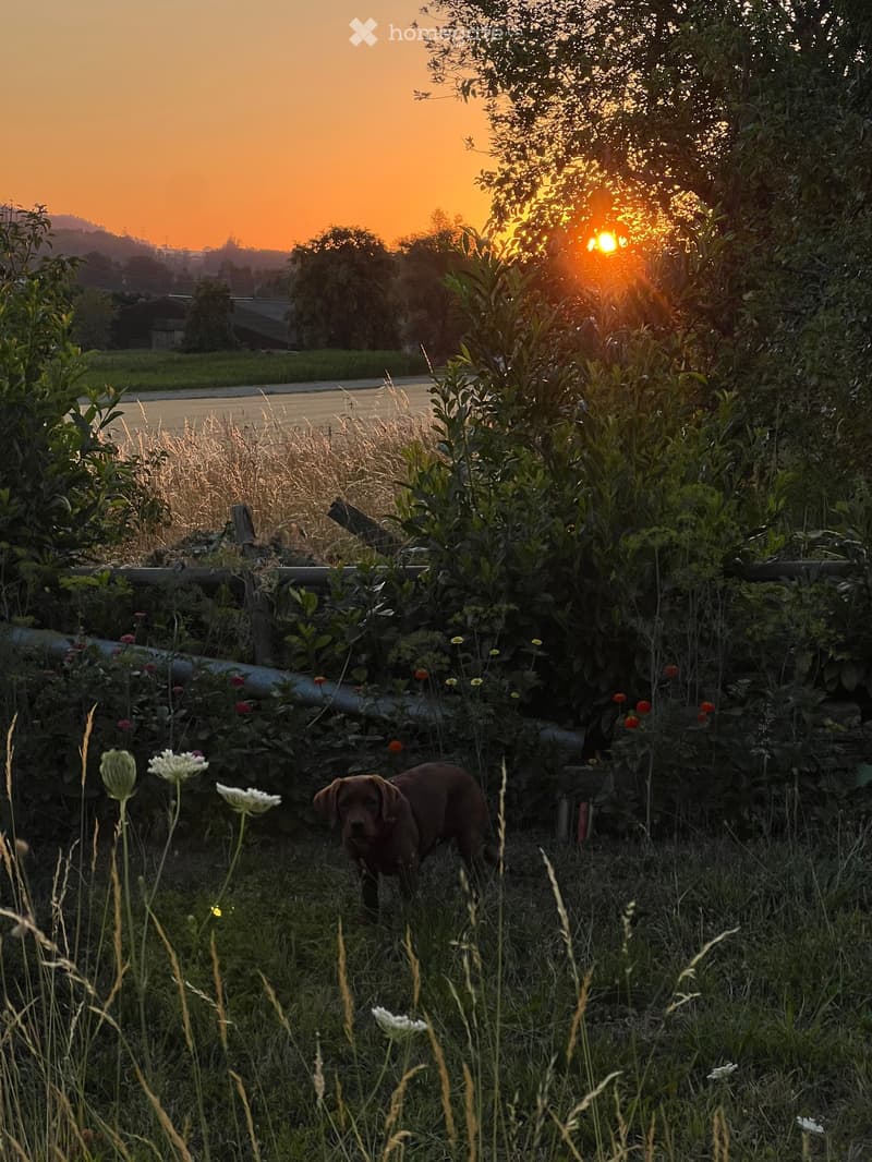 A garden area with a dog standing in the foreground, surrounded by tall grass, wildflowers, and a wooden fence, with a sunset view in the background.