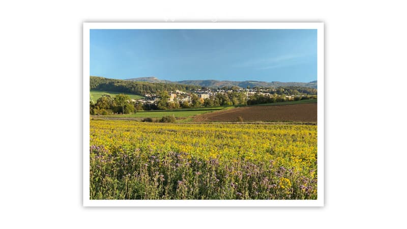 wide open field with flowers, small bushes, town in the distance under clear blue sky