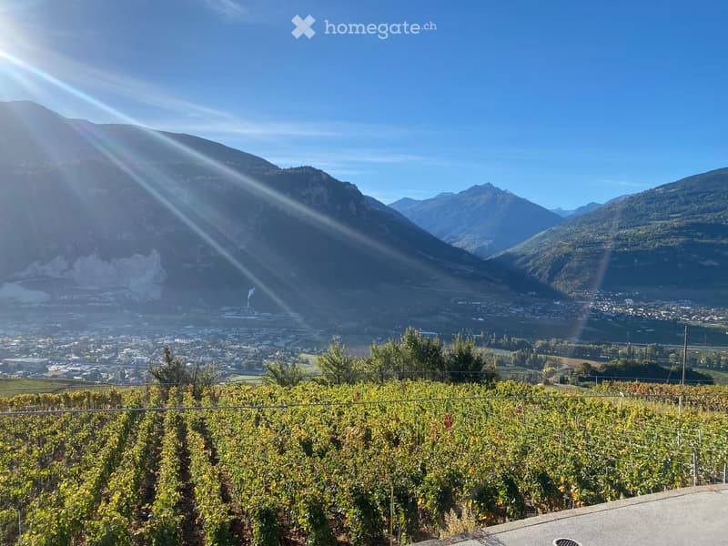 Panoramic view of a vineyard with rows of grapevines, surrounded by mountains and a town below.