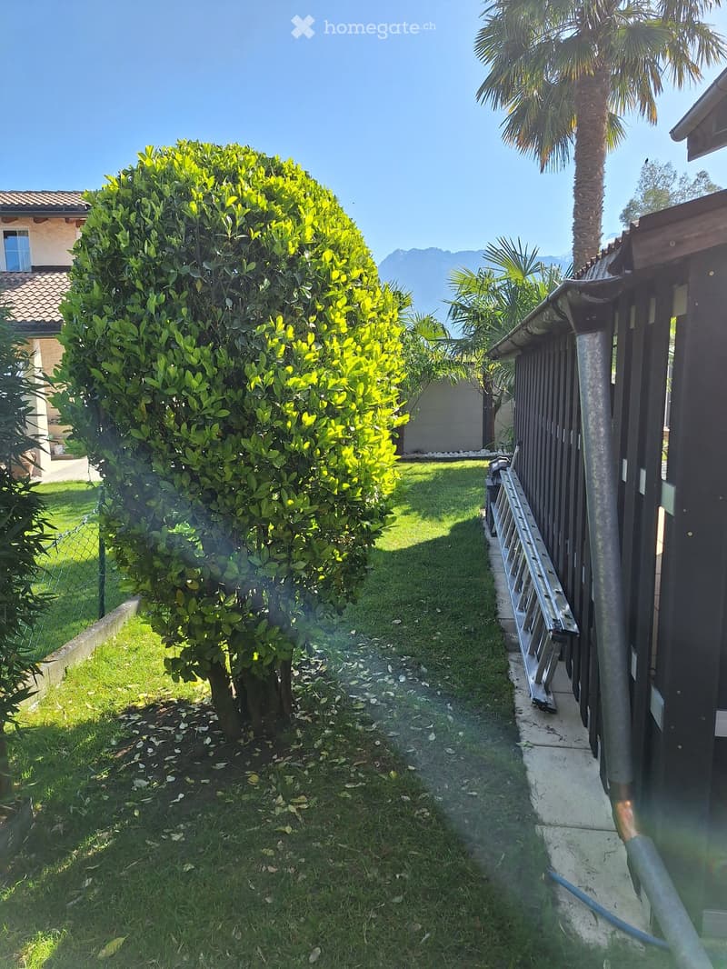 A narrow garden area with a well-maintained lawn, a large bush, a palm tree, and a wooden fence. A ladder is leaning against the fence, and a house is visible in the background.