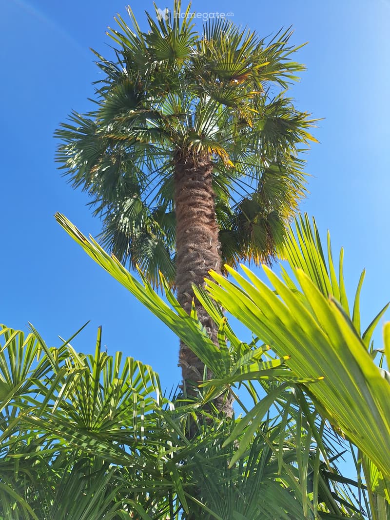 A tall palm tree with lush green fronds against a clear blue sky, surrounded by smaller palm leaves in the foreground.