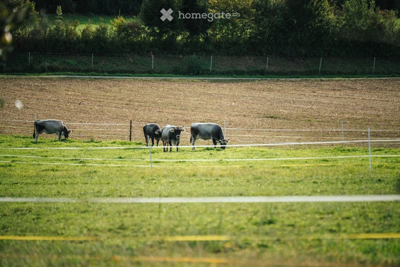 A fenced field with four cows grazing on green grass, surrounded by trees and a dirt area in the background.