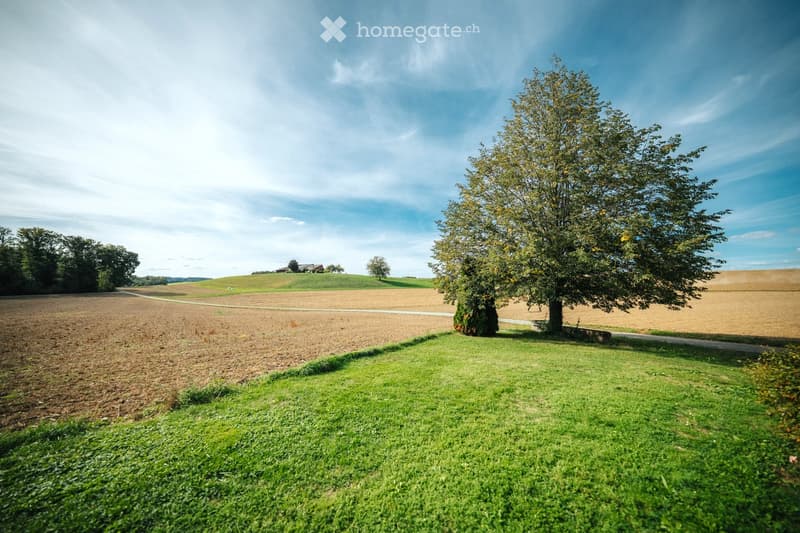 A peaceful rural landscape with a large tree, grassy field, and distant house on a hill under a clear blue sky.