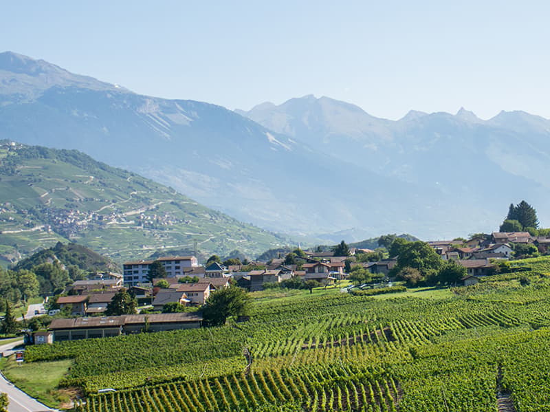 Vignes / Zones agricoles (1)