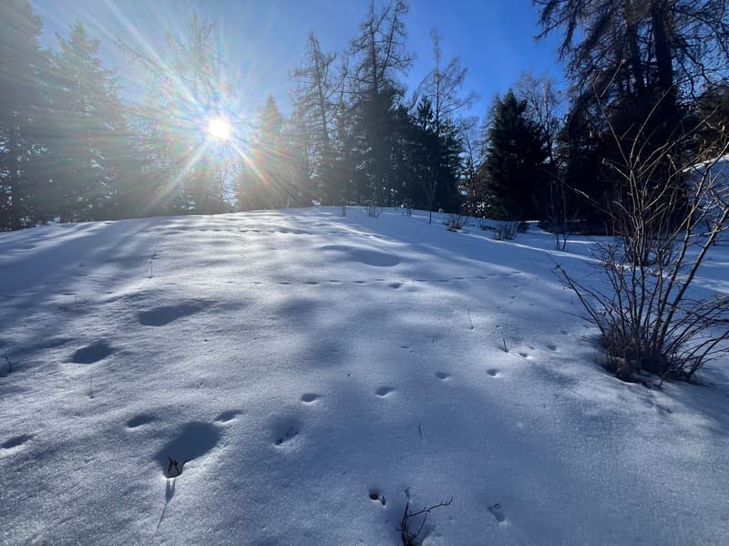 Terrain / 1'466 m2 / Mayens de Chamoson / Réf. 10265556 / EXCLUSIVITE (5)