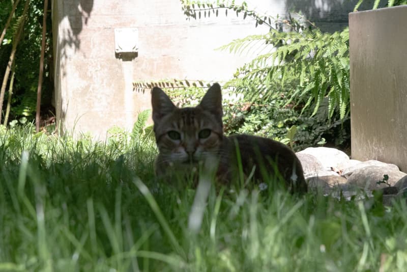 présence dans le jardin
