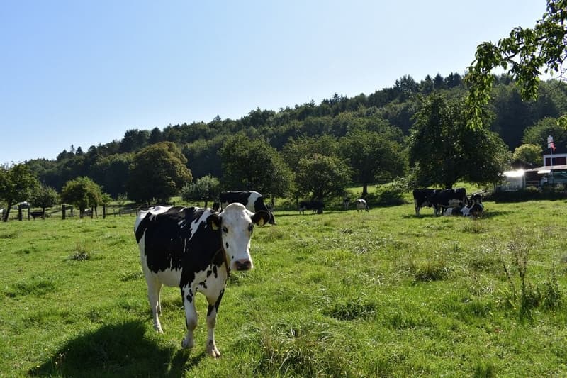 Idyllisches Landleben geniessen (10)