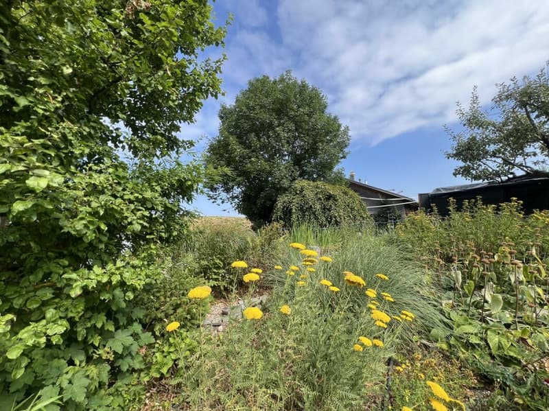 Freiheit braucht Raum - Naturrefugium Rotenfluh 952 (16)